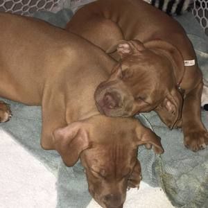 Meet your Posher, Crystal-bryan